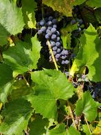 Druivenboom, Tuin en Terras, Ophalen