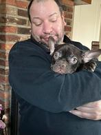 Leuke Franse Bulldog reutje met open neusje, Dieren en Toebehoren, Honden | Bulldogs, Pinschers en Molossers, België, Fokker | Hobbymatig