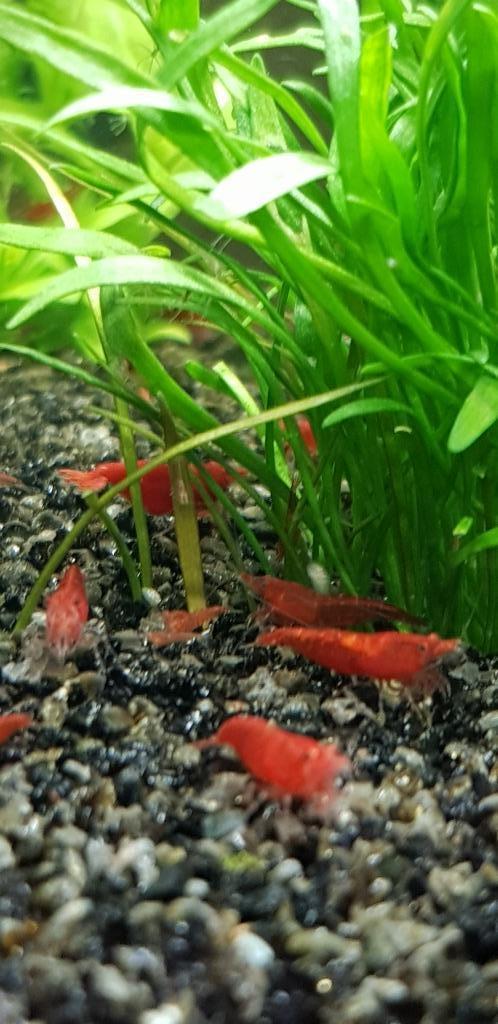 rode en blauwe garnalen, Dieren en Toebehoren, Vissen | Aquariumvissen, Zoetwatervis, Kreeft, Krab of Garnaal