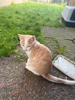 Jonge katten, Dieren en Toebehoren, Katten en Kittens | Overige Katten, Poes