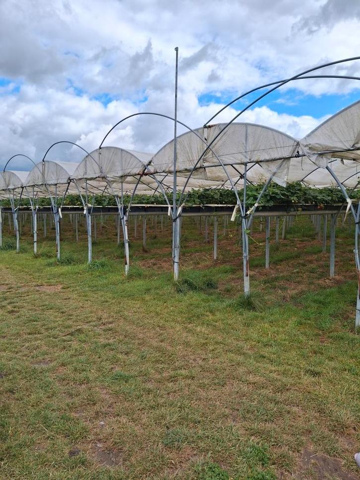 Compleet aardbeien teeltsysteem, Tuin en Terras, Overkappingen, Gebruikt, Ophalen