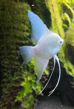 3x grote mooie maanvis. 1 bewezen koppel, Dieren en Toebehoren, Vissen | Aquariumvissen, Vis, Zoetwatervis
