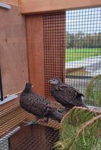 2 prachtige Grijze Pauwfazanten, Dieren en Toebehoren, Geslacht onbekend, Tropenvogel, Geringd