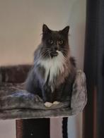 Gezocht: kruizing Noorse Boskat omgeving Emmeloord-Ter Aar, Kater, Gechipt, 3 tot 5 jaar