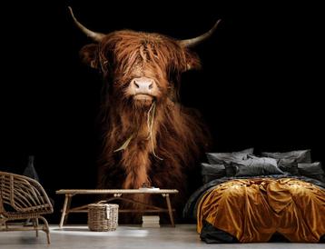 Fotobehang / Behang - Dieren - Schotse Hooglander beschikbaar voor biedingen