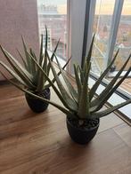 Kunstplanten aloë vera, Ophalen, Vetplant, Halfschaduw, Minder dan 100 cm