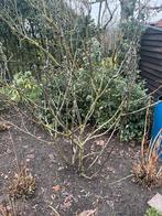 Vijgenboom, Tuin en Terras, Planten | Bomen, Bloeit niet, Overige soorten, 100 tot 250 cm, Ophalen