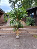 165 cm a 170 cm Kunstplant, Ophalen