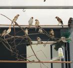 Majoor putters En mutaties, Dieren en Toebehoren, Vogels | Overige Vogels, Meerdere dieren, Wildzangvogel, Geringd