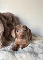 Mooie dwergteckel pups gezocht naar huisje, Dieren en Toebehoren, Honden | Teckels en Dashonden, 8 tot 15 weken, Korthaar, Dwerg