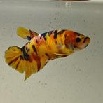 Betta splendens vrouw 04, Vis