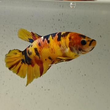 Betta splendens vrouw 04 beschikbaar voor biedingen