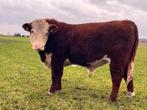 Hereford stieren, Dieren en Toebehoren, Runderen, Mannelijk, 0 tot 2 jaar