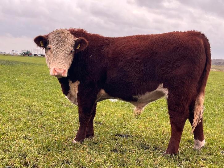 Hereford stieren, Dieren en Toebehoren, Runderen, Mannelijk, 0 tot 2 jaar