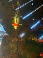 Beni Kikokuryu, Dieren en Toebehoren, Vissen | Vijvervissen, Karper of Koi