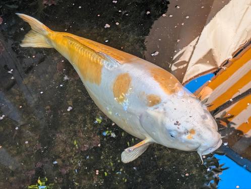 Prachtige Japanse Koi karper. 65 cm lang. Show kwaliteit., Dieren en Toebehoren, Vissen | Vijvervissen, Karper of Koi