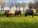 Schapenvacht wol van Coburger Fuchs, Nieuw, Spinwol, Ophalen