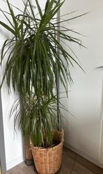 Dracaena marginata, Huis en Inrichting, Kamerplanten, Ophalen of Verzenden
