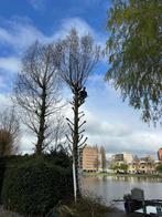 Boomverzorging/ bomen kappen/ boomkap/ bomen snoeien/ rooien, Ophalen, Volle zon, Overige soorten