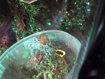 Dendrobates Tinctorius Nominat beschikbaar voor biedingen