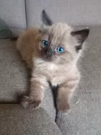 Ragdoll kittens, Dieren en Toebehoren, Katten en Kittens | Raskatten | Langhaar, Meerdere dieren, Ontwormd