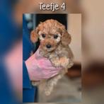 Prachtige Cavapoo pups beschikbaar, Dieren en Toebehoren, Parvo, Nederland, Overige rassen, 8 tot 15 weken