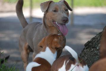 Ter dekking €150,00: Dek Reu Jack Russel Lavendel kleur 