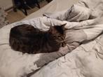 Bengaal man te koop, Dieren en Toebehoren, Katten en Kittens | Overige Katten, Poes