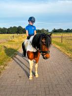 Bonte B pony (Allround), Dieren en Toebehoren, Gechipt, Ruin, Dressuurpony, L