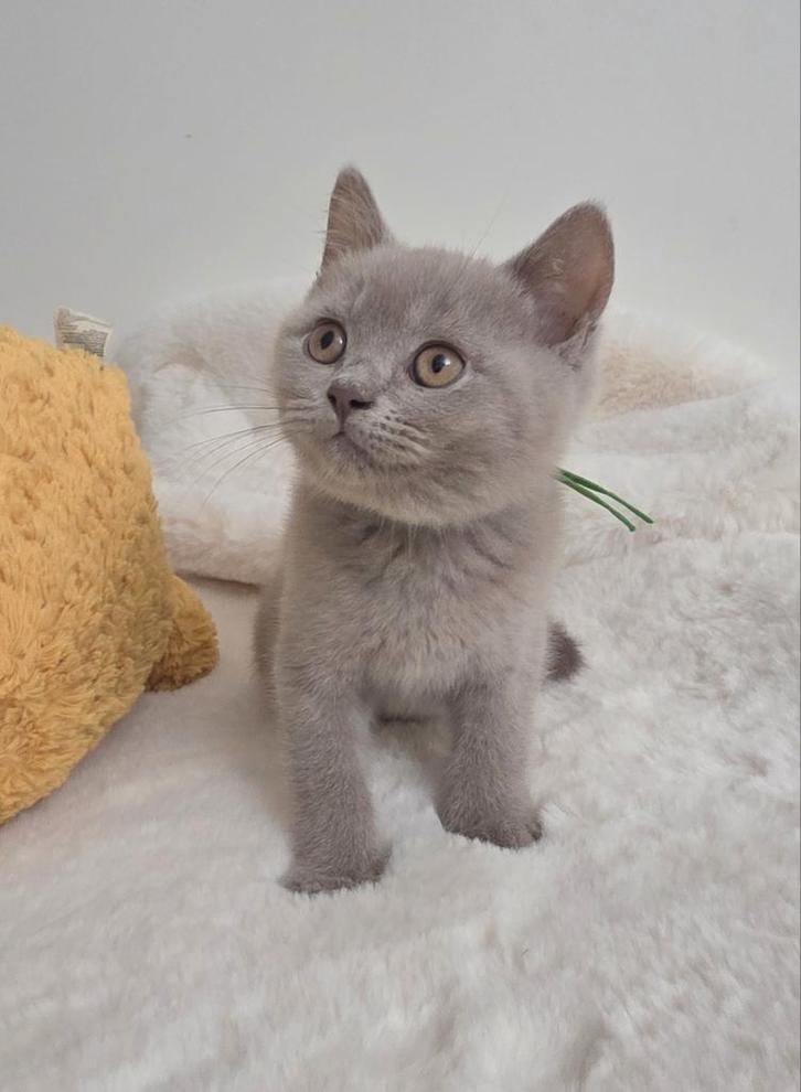 Britse korthaar kittens met stamboom mogen nest verlaten!, Dieren en Toebehoren, Katten en Kittens | Raskatten | Korthaar, Meerdere dieren