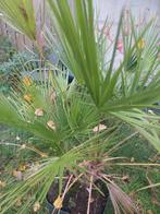 2 palmbomen in pot , ong 1.20 hoog, Tuin en Terras, Ophalen, Overige soorten, Volle zon