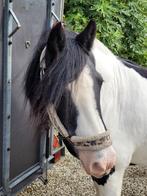 Tinker merrie, Merrie, Zadelmak, 11 jaar of ouder, Recreatiepony