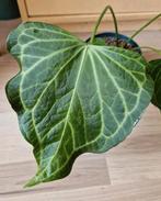 Anthurium 'Delta Force', Ophalen of Verzenden
