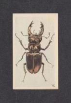 Albumplaatje Vliegend Hert Veluwe (13)., Ophalen of Verzenden, Zo goed als nieuw