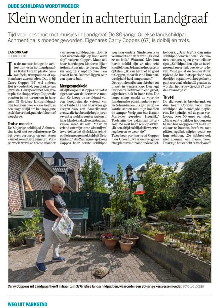 Nakweek Griekse landschildpadden