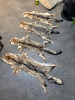 Zuid-afrikaanse vossenhuiden, Verzamelen, Ophalen of Verzenden, Nieuw, Wild dier, Opgezet dier