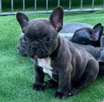 Franse Bulldog pups Belgie in huis opgevoed, België, Rabiës (hondsdolheid), 15 weken tot 1 jaar, Bulldog