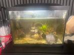 Aquarium kleintje, Ophalen of Verzenden, Zo goed als nieuw, Gevuld zoetwateraquarium