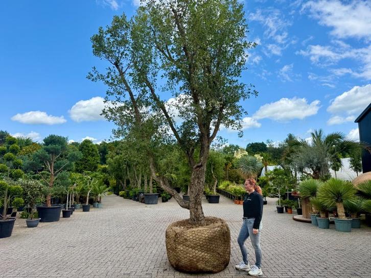 Kurkeik (Quercus suber) exclusief stamomtrek 90/100 cm, Tuin en Terras, Planten | Bomen, Overige soorten, 400 cm of meer, Volle zon