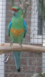 GEVRAAGD: Princes, Barnard, Pennant, Dieren en Toebehoren, Meerdere dieren, Parkiet, Geringd