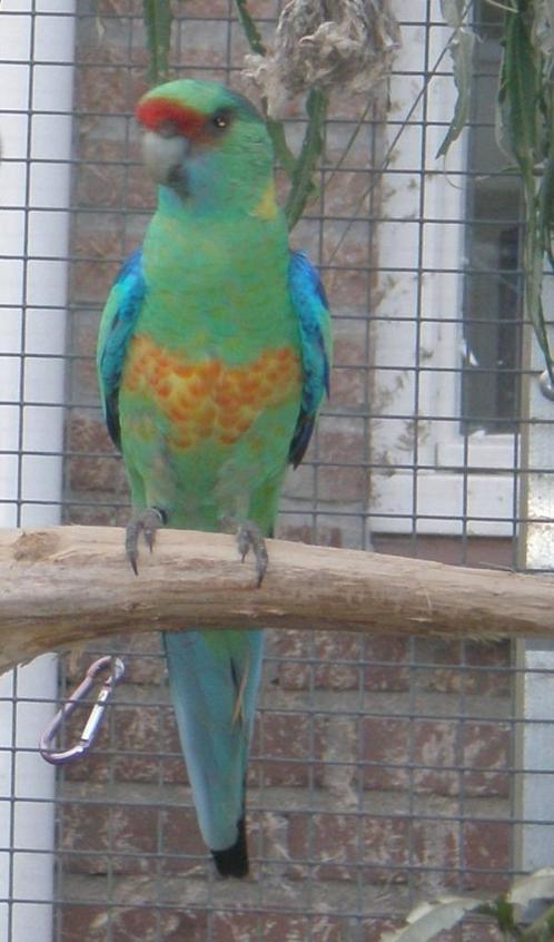 GEVRAAGD: Princes, Barnard, Pennant, Dieren en Toebehoren, Vogels | Parkieten en Papegaaien, Parkiet, Meerdere dieren, Geringd