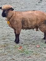 hampshire down, Mannelijk, Schaap