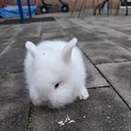 Lief vrouwtjes konijn 8 weken oud, Dieren en Toebehoren, Konijnen, Vrouwelijk