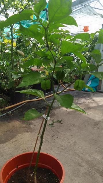 California Reaper Boompjes met pepers beschikbaar voor biedingen