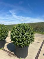 Exclusieve Prunus Lusitanica – Bolvorm, Ophalen, Laurier, Struik, 100 tot 250 cm