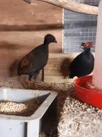 Roul roul, Meerdere dieren, Geringd