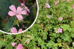 Geranium / ooievaarsbek roze, Tuin en Terras, Planten | Tuinplanten, Ophalen, Bodembedekkers, Vaste plant, Halfschaduw