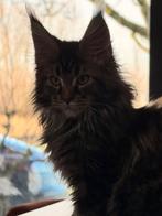 Simba zoekt een vriendin (met serieuze bedoelingen), Poes, Ingeënt