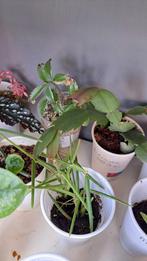 Hoya Linearis, Huis en Inrichting, Kamerplanten, Ophalen, Overige soorten, Minder dan 100 cm
