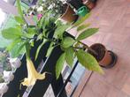 Mooie brugmansia steks/planten, Tuin en Terras, Ophalen, Overige soorten, Volle zon